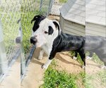 Small Photo #3 American Staffordshire Terrier-Unknown Mix Puppy For Sale in Euless, TX, USA