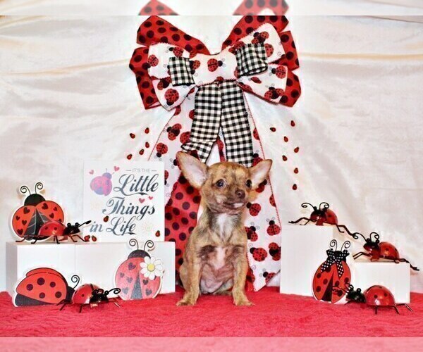 Medium Photo #13 Chihuahua Puppy For Sale in CHARLESTON, AR, USA