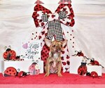 Small Photo #13 Chihuahua Puppy For Sale in CHARLESTON, AR, USA