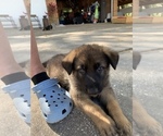 Small Photo #12 German Shepherd Dog Puppy For Sale in GRAND ISLAND, FL, USA