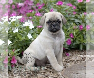 Pug Puppy for sale in SHIPPENSBURG, PA, USA