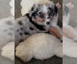 Aussie-Corgi Puppy for sale in BRIGGSDALE, CO, USA