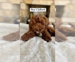 Small #2 Bernedoodle-Cavapoo Mix