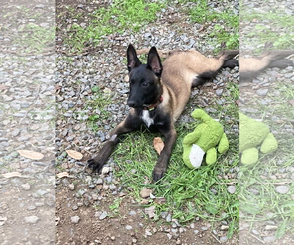 Medium Photo #2 Mutt Puppy For Sale in San Diego, CA, USA