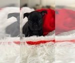 Puppy Luna Faux Frenchbo Bulldog