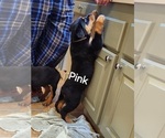 Puppy Pink Rottweiler