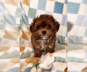 Poodle (Toy) Puppy for sale in Lexington, NC, USA