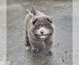 Chow Chow Puppy for sale in NYSSA, OR, USA