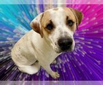 Small Photo #1 American Pit Bull Terrier-Labrador Retriever Mix Puppy For Sale in Tulsa, OK, USA
