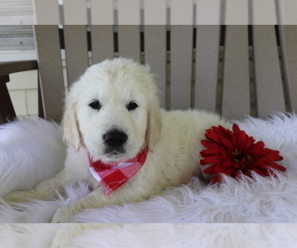 Medium Photo #2 Golden Retriever Puppy For Sale in SHILOH, OH, USA