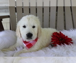 Small Photo #2 Golden Retriever Puppy For Sale in SHILOH, OH, USA