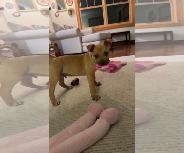 Medium Photo #3 Mutt Puppy For Sale in New London, WI, USA