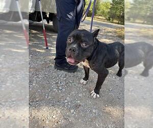 Mutt Dogs for adoption in Oklahoma City, OK, USA