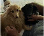Small #3 Dachshund Mix