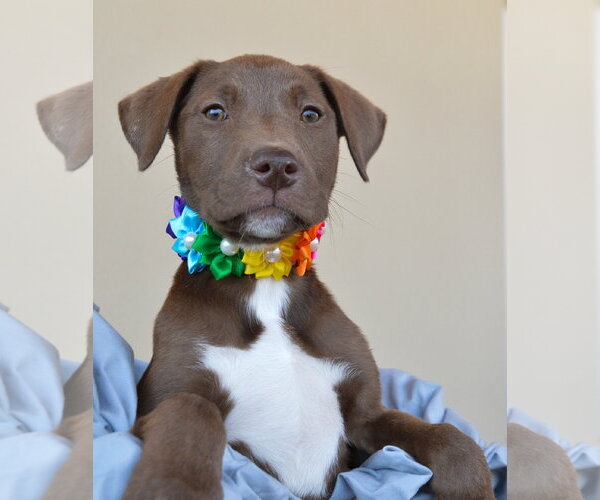 Medium Photo #1 Labrador Retriever-Unknown Mix Puppy For Sale in McKinney, TX, USA