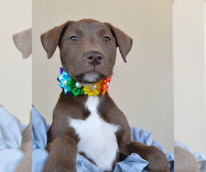 Labrador Retriever-Unknown Mix Dogs for adoption in McKinney, TX, USA