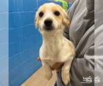 Small Photo #6 Jack Russell Terrier-Unknown Mix Puppy For Sale in Washington, DC, USA