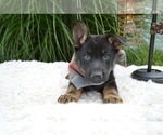 Small #2 German Shepherd Dog