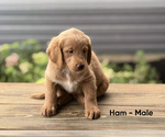 Small #1 Labradoodle
