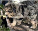 Small Photo #11 Aussiedoodle Puppy For Sale in MIDDLETOWN, OH, USA