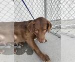 BROWNIE - Female Labrador Retriever Dog for Adoption - Small photo