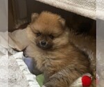 Small Photo #1 Pomeranian Puppy For Sale in RESEDA, CA, USA