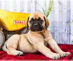 Puppy Marco Mastiff