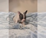 Small #9 French Bulldog