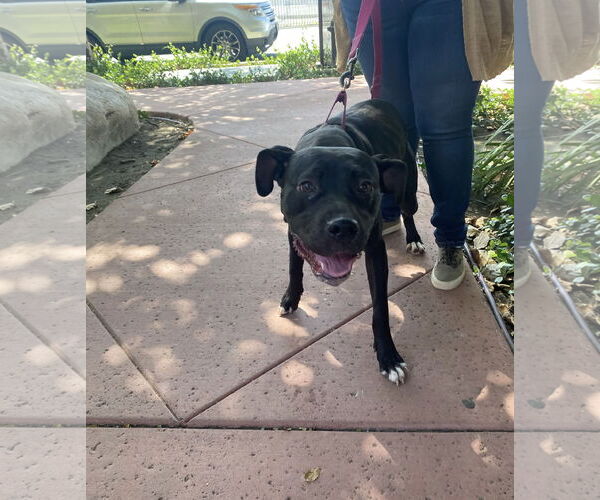 Medium Photo #5 Staffordshire Bull Terrier-Unknown Mix Puppy For Sale in La Verne, CA, USA