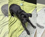 Small #1 Boglen Terrier