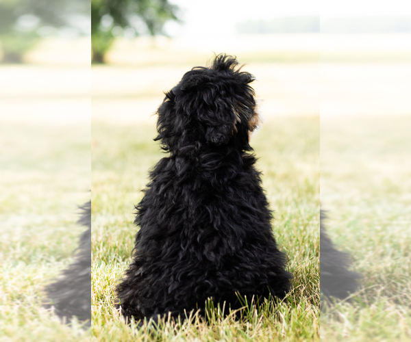 Medium Photo #9 Bernedoodle-Poodle (Miniature) Mix Puppy For Sale in SHIPSHEWANA, IN, USA