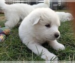 Small Photo #12 Great Pyrenees Puppy For Sale in FALCON, CO, USA