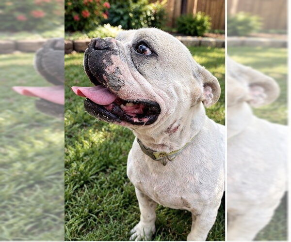 Medium Photo #3 French Bulldog Puppy For Sale in Apple Valley, CA, USA