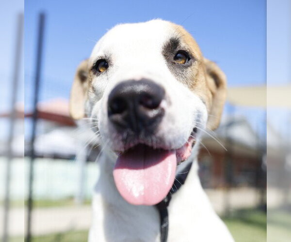 Medium Photo #1 American Staffordshire Terrier-Unknown Mix Puppy For Sale in San Antonio, TX, USA