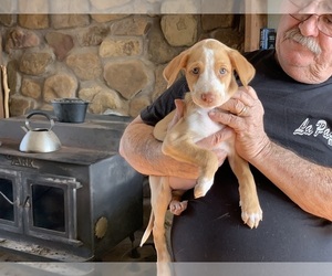 Portuguese Warren Hound Puppy for sale in COLCORD, OK, USA
