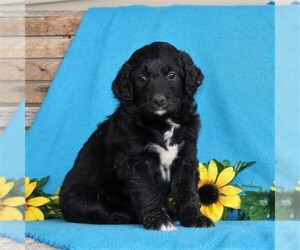 Australian Shepherd-Goldendoodle Mix Puppy for sale in HOLTWOOD, PA, USA