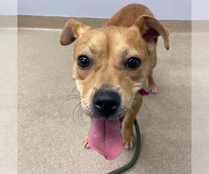 Cheagle Dogs for adoption in Aurora, CO, USA