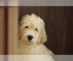Small #7 Goldendoodle
