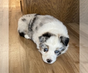 Australian Shepherd Puppy for Sale in BERESFORD, South Dakota USA