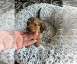 Small #5 Dachshund