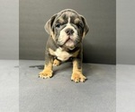 Puppy Butch English Bulldog