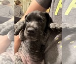 Small Photo #4 German Shorthaired Pointer Puppy For Sale in HAXTUN, CO, USA