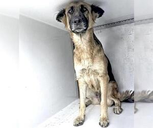 German Shepherd Dog Dogs for adoption in Houston, TX, USA