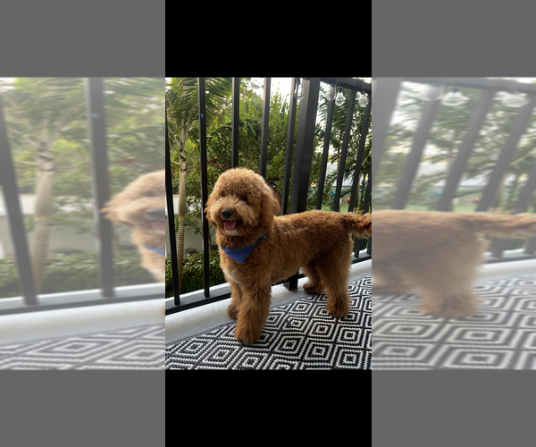 Medium Photo #1 Doodle-Goldendoodle Mix Puppy For Sale in MIAMI, FL, USA
