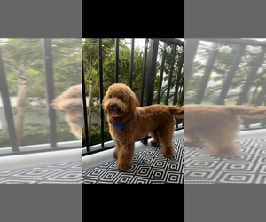 Father of the Doodle-Goldendoodle Mix puppies born on 04/24/2025