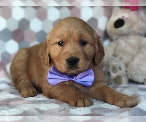 Medium Photo #6 Golden Retriever Puppy For Sale in CLAY, PA, USA