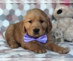 Small Photo #6 Golden Retriever Puppy For Sale in CLAY, PA, USA