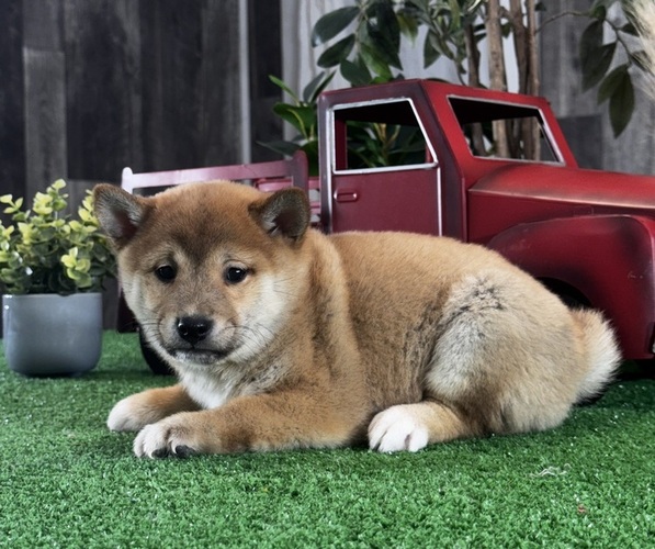 Medium Photo #2 Shiba Inu Puppy For Sale in CANOGA, NY, USA