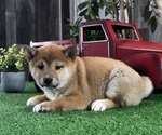 Small #1 Shiba Inu
