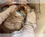 Small #11 Feist Terrier Mix